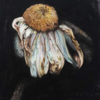 cursus bloemen in kleurpotlood