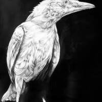 basistechnieken tekenen